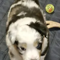 Potato, a female Shetland Sheepdog and Miniature Australian Shepherd for sale in Chesterfield, IN – Photo 3 of 3