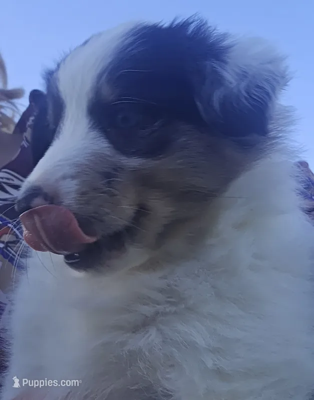 Piggie – Shetland Sheepdog, Miniature Australian Shepherd puppy for sale in Anderson, IN