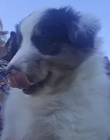 Piggie, a male Shetland Sheepdog and Miniature Australian Shepherd for sale in Anderson, IN – 2 of 5