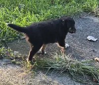 DOUBLE DOT (DEEDEE), a female Shetland Sheepdog and Miniature Australian Shepherd for sale in Anderson, IN – 3 of 5