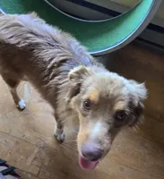 Rebel Cowboy, a male Miniature Australian Shepherd for sale in Anderson, IN – 6 of 8