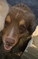 Rebel Cowboy, a male Miniature Australian Shepherd for sale in Anderson, IN – 1 of 8