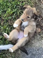 MOON, a female Shetland Sheepdog and Miniature Australian Shepherd for sale in Anderson, IN – 2 of 4