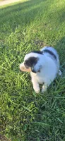 Piggie, a male Shetland Sheepdog and Miniature Australian Shepherd for sale in Anderson, IN – 3 of 5