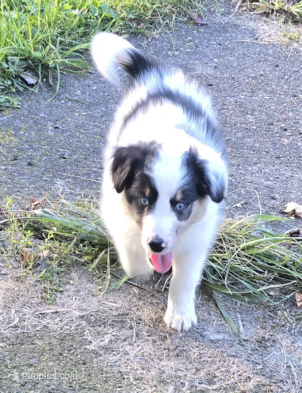 Piggie – Shetland Sheepdog, Miniature Australian Shepherd puppy for sale in Anderson, IN