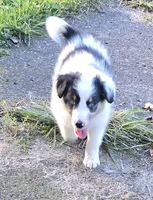 Piggie, a male Shetland Sheepdog and Miniature Australian Shepherd for sale in Anderson, IN – 1 of 5