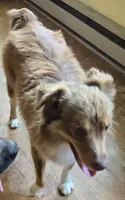 Rebel Cowboy, a male Miniature Australian Shepherd for sale in Anderson, IN – 5 of 8