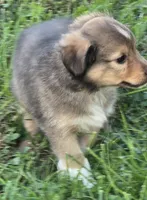 STAR, a male Shetland Sheepdog and Miniature Australian Shepherd for sale in Anderson, IN – 3 of 5