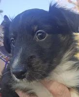 Dot, a female Shetland Sheepdog and Miniature Australian Shepherd for sale in Anderson, IN – 3 of 4