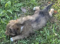 MOON, a female Shetland Sheepdog and Miniature Australian Shepherd for sale in Anderson, IN – 4 of 4