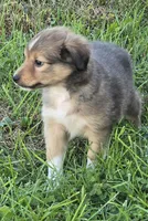 STAR, a male Shetland Sheepdog and Miniature Australian Shepherd for sale in Anderson, IN – 4 of 5