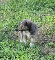 STAR, a male Shetland Sheepdog and Miniature Australian Shepherd for sale in Anderson, IN – 5 of 5
