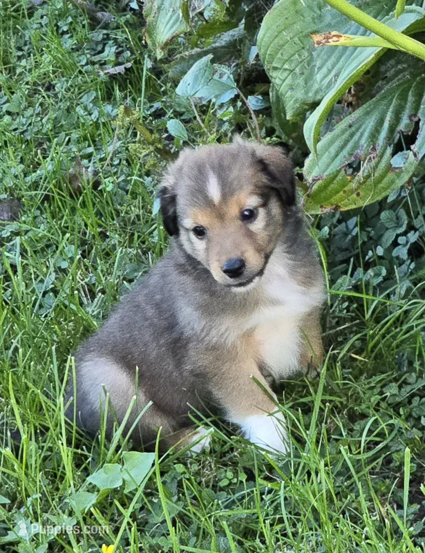 STAR – Shetland Sheepdog, Miniature Australian Shepherd puppy for sale in Anderson, IN