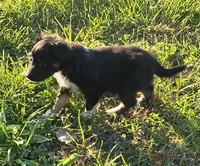 Dot, a female Shetland Sheepdog and Miniature Australian Shepherd for sale in Anderson, IN – 2 of 4