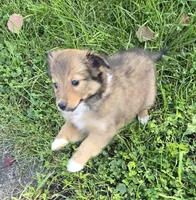 MOON, a female Shetland Sheepdog and Miniature Australian Shepherd for sale in Anderson, IN – 1 of 4