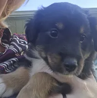 DOUBLE DOT (DEEDEE), a female Shetland Sheepdog and Miniature Australian Shepherd for sale in Anderson, IN – 4 of 5