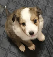 Potato 2, a male Shetland Sheepdog and Miniature Australian Shepherd for sale in Chesterfield, IN – Photo 2 of 2