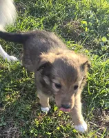 MOON, a female Shetland Sheepdog and Miniature Australian Shepherd for sale in Anderson, IN – 3 of 4