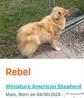 Rebel Cowboy, a male Miniature Australian Shepherd for sale in Anderson, IN – 3 of 8