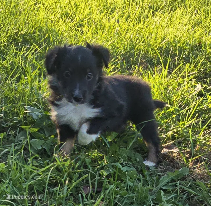 Dot – Shetland Sheepdog, Miniature Australian Shepherd puppy for sale in Anderson, IN
