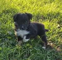 Dot, a female Shetland Sheepdog and Miniature Australian Shepherd for sale in Anderson, IN – 1 of 4