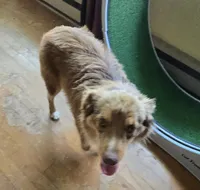 Rebel Cowboy, a male Miniature Australian Shepherd for sale in Anderson, IN – 7 of 8