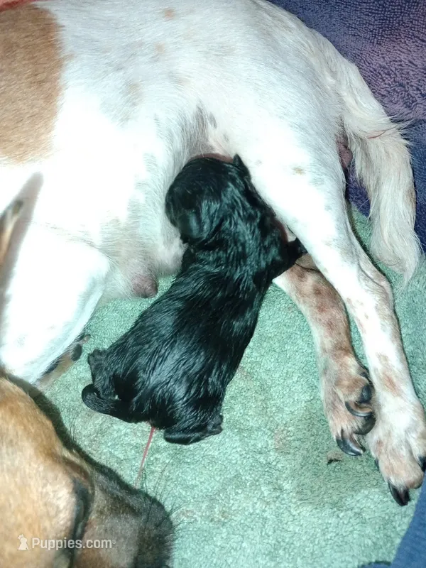 Puppy #1 – Chihuahua puppy for sale in Richardson, TX