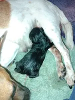 Puppy #1, a female Chihuahua for sale in Richardson, TX – 1 of 1