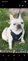 Solei , a female French Bulldog for sale in Chelan, WA – 2 of 3