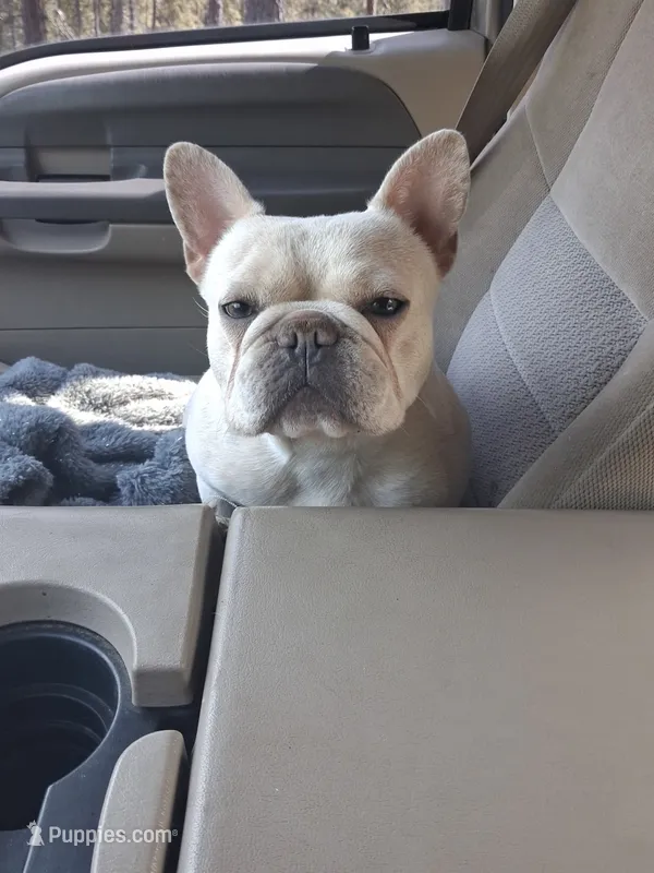 Solei  – French Bulldog puppy for sale in Chelan, WA