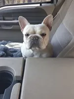 Solei , a female French Bulldog for sale in Chelan, WA – 1 of 3