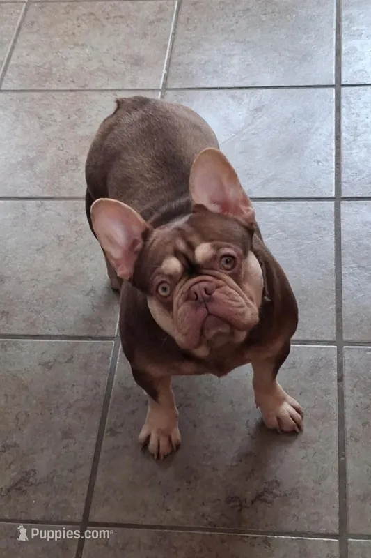 Chloe – French Bulldog puppy for sale in Chelan, WA