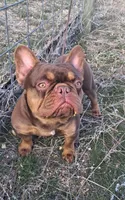 Hershey, a male French Bulldog for sale in Chelan, WA – Photo 10 of 10