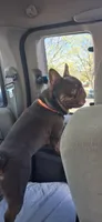 Hershey, a male French Bulldog for sale in Chelan, WA – Photo 4 of 10