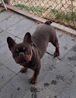 Hershey, a male French Bulldog for sale in Chelan, WA – Photo 2 of 10