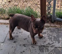 Hershey, a male French Bulldog for sale in Chelan, WA – Photo 3 of 10