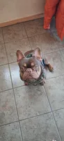 Hershey, a male French Bulldog for sale in Chelan, WA – Photo 8 of 10