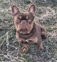Hershey, a male French Bulldog for sale in Chelan, WA – Photo 1 of 10