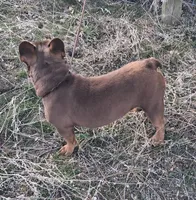 Hershey, a male French Bulldog for sale in Chelan, WA – Photo 7 of 10