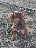 Hershey, a male French Bulldog for sale in Chelan, WA – Photo 6 of 10