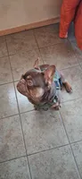 Hershey, a male French Bulldog for sale in Chelan, WA – Photo 9 of 10