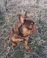 Hershey, a male French Bulldog for sale in Chelan, WA – Photo 5 of 10