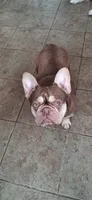 Chloe, a female French Bulldog for sale in Chelan, WA – 3 of 3