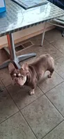 Chloe, a female French Bulldog for sale in Chelan, WA – 2 of 3