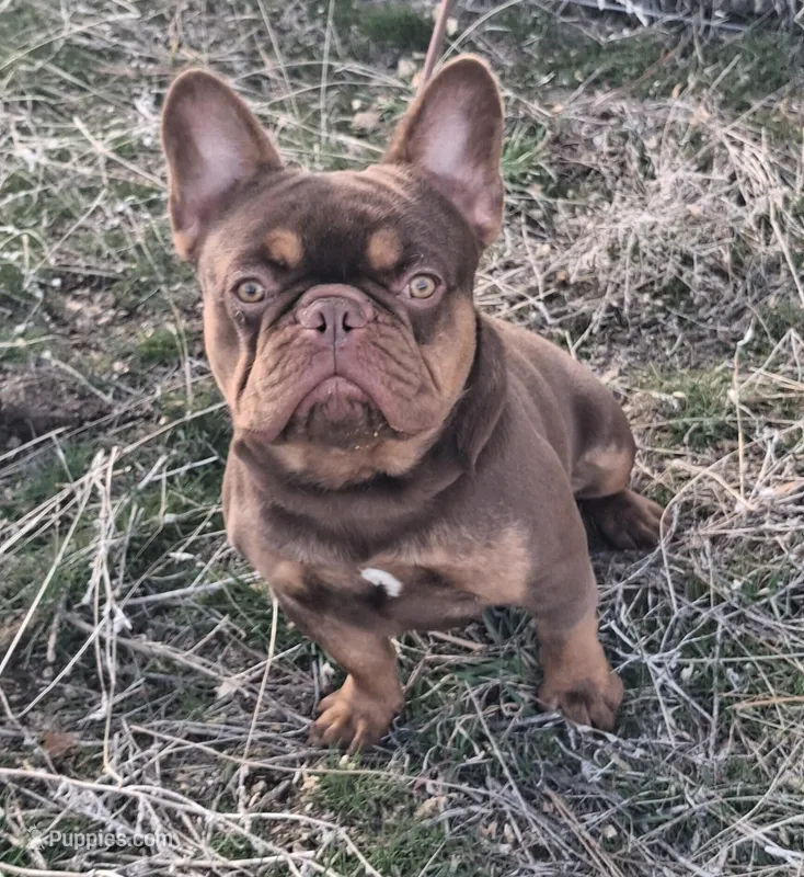Hershey – French Bulldog puppy for sale in Chelan, WA