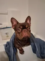 Hershey, a male French Bulldog for sale in Chelan, WA – Photo 3 of 3