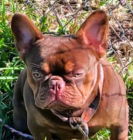 Hershey, a male French Bulldog for sale in Chelan, WA – Photo 1 of 3