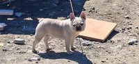 Solei , a female French Bulldog for sale in Chelan, WA – 3 of 3