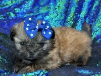 Small red female, a female Shih Tzu for sale in Middletown, OH – 3 of 4