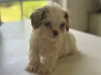 Akc pearl, a female Shih Tzu for sale in Middletown, OH – 4 of 7